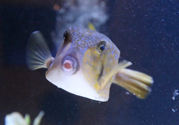 横浜・八景島シーパラダイス「さかなクンのわくわく海スクール」プレ