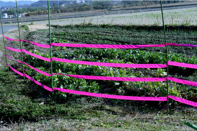 農作物被害158億円、独自開発“長持ちピンク”で害獣対策を 畑や木、生活
