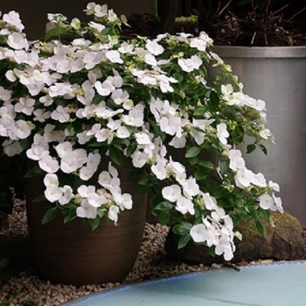 アジサイの常識を覆す品種「ラグランジア® ブライダルシャワー