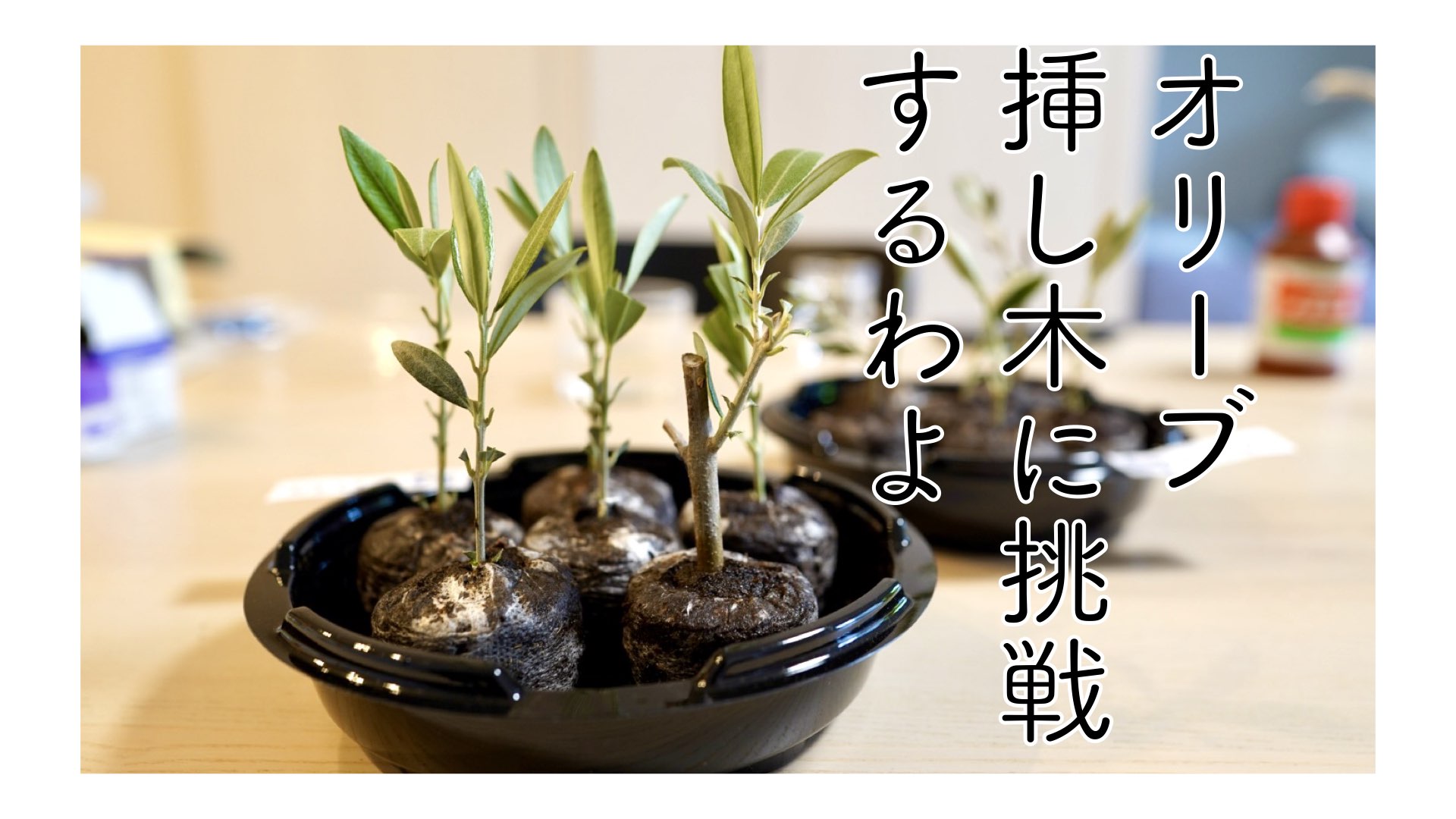 オリーブの挿し木に挑戦（2023年4月29日〜7月19日）｜ぷらゆるブログ