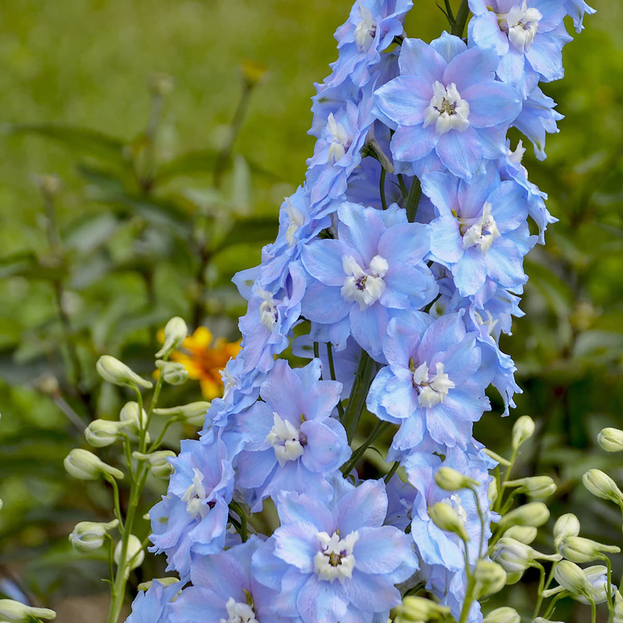 ロケット ラークスパー ライトブルー 花の種 – Pure Asia Seeds