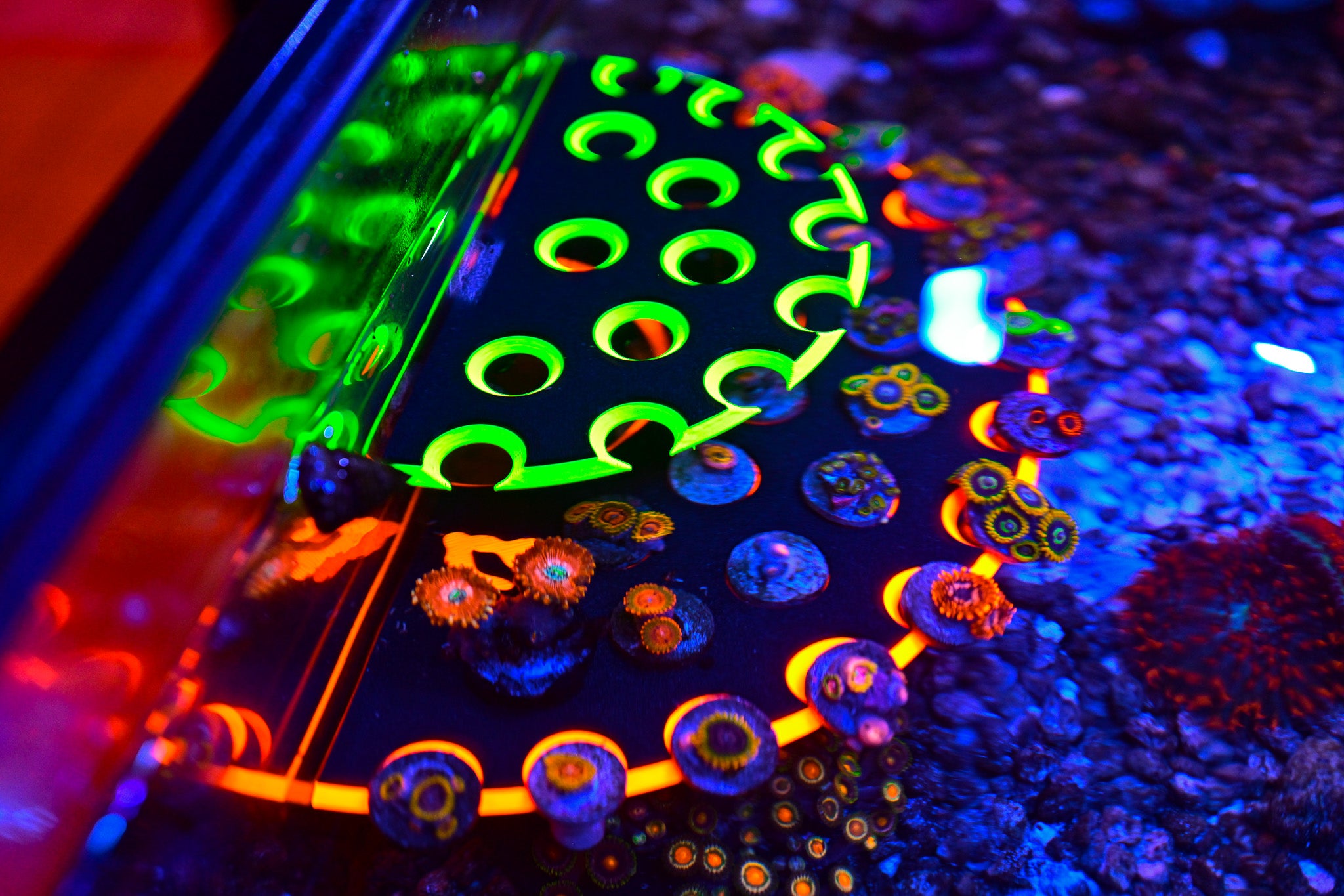 Coral Frag Tech | Dual Magnet XL Ninja Frag Rack