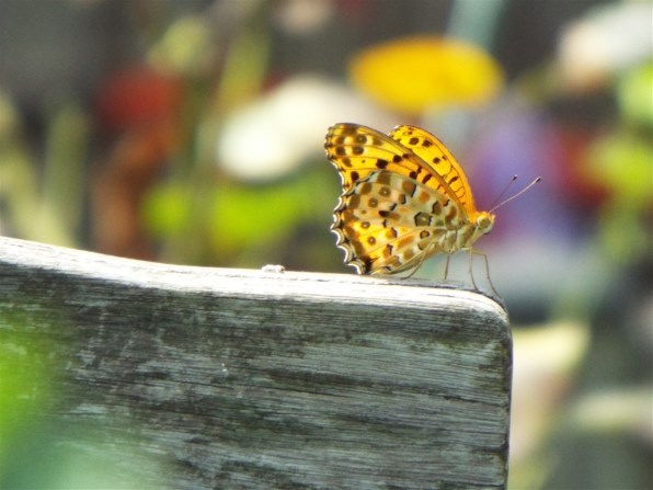 富士フイルム FinePix S9900W投稿画像・動画 - 価格.com