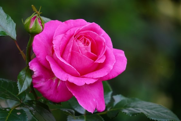 SONY E 55-210mm F4.5-6.3 OSS SEL55210 価格比較 - 価格.com