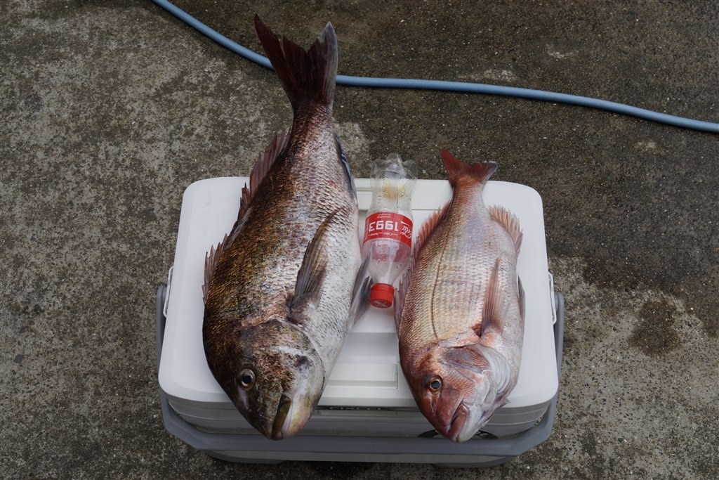 マダイ釣りの神リール！！！』 シマノ 電動丸 600 マダイスペシャル