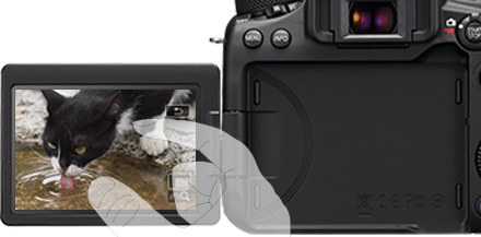 Canon EOS 80Dレンタル：初心者から中級者にオススメ！プロ機と同等の