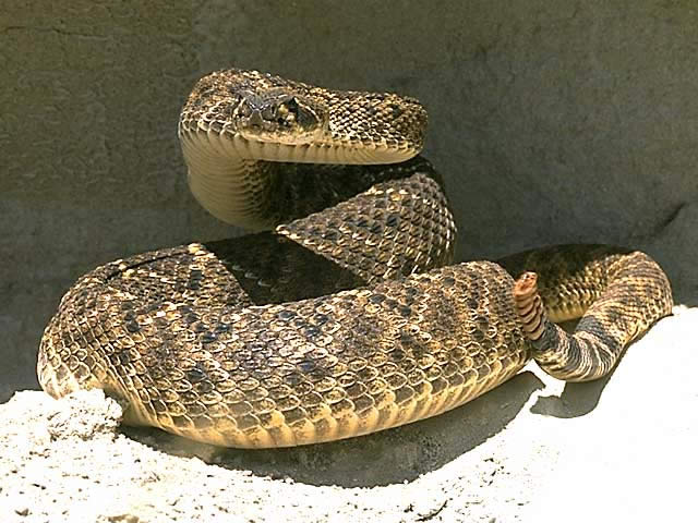 ニシダイヤガラガラ - は虫類 - 動物 - Y!きっず図鑑