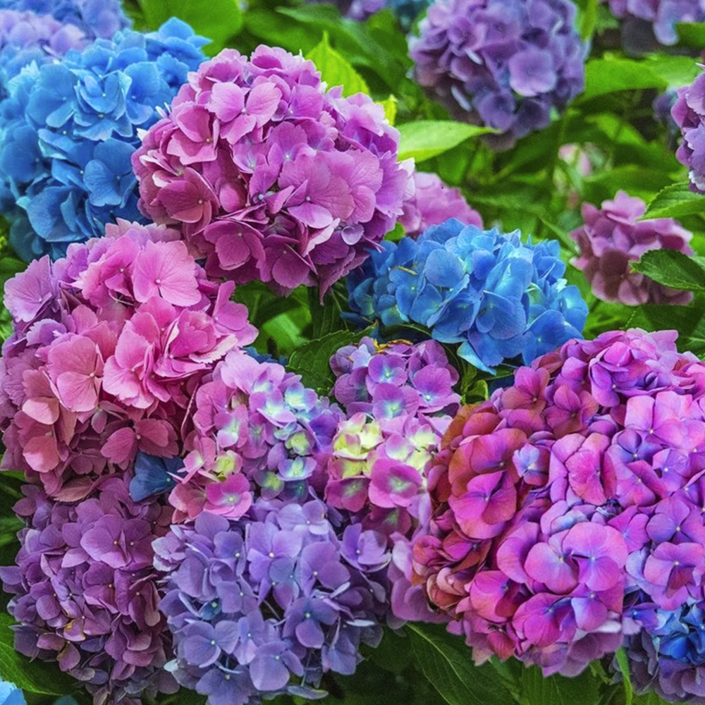 Саженцы гортензии Хамелеон (черенкованный) купить. Качество