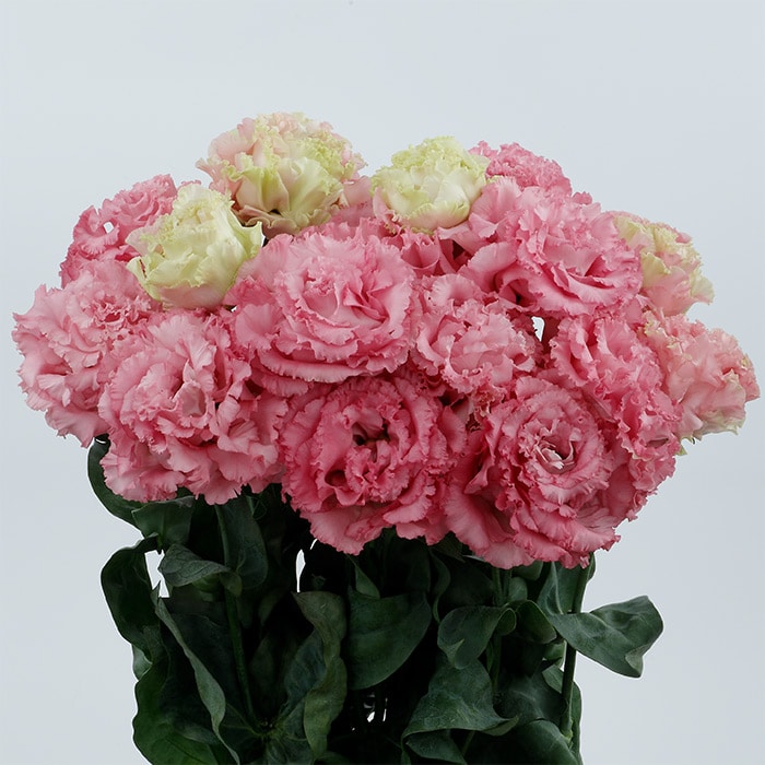 トルコギキョウ ボヤージュ (2型) チェリーピンク｜種（タネ）,球根,苗