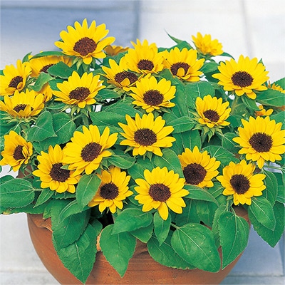 あなたにぴったりのヒマワリを見つけよう｜種（タネ）,球根,苗,資材