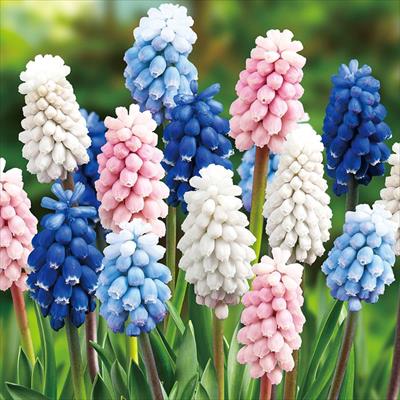 ムスカリ オーシャンサンライズ｜種（タネ）,球根,苗,資材