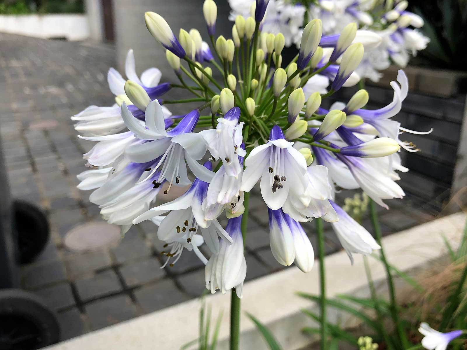 アガパンサスの特徴・実用例 – Seeding