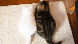 私信 まるです。