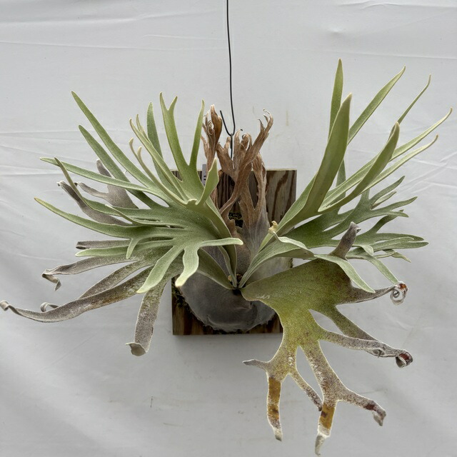 楽天市場】ビカクシダ 'ギンカ' (TC) 3寸 (コウモリラン 観葉植物