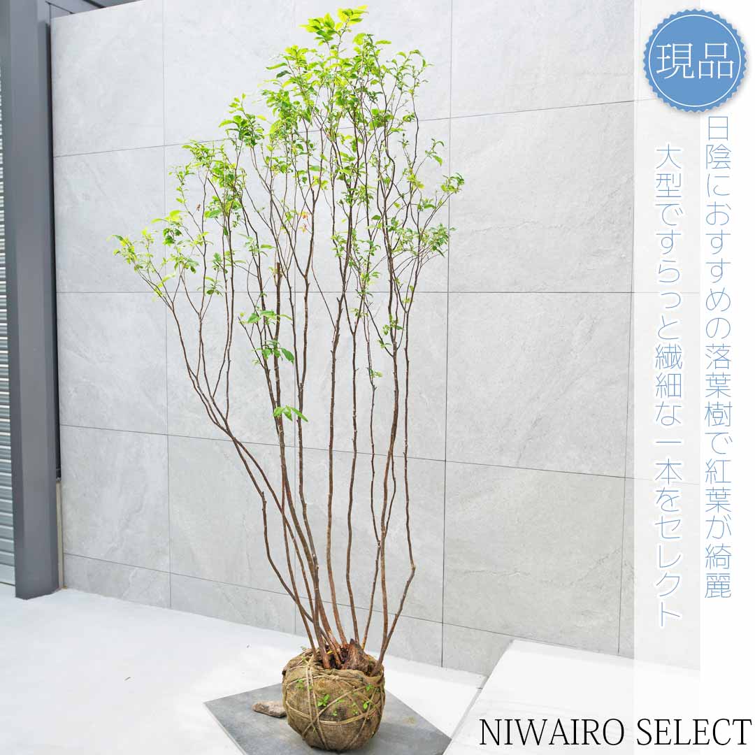 楽天市場】【ナツハゼ】 夏櫨 株立ち 自然風樹形 樹高H≒190 × 枝張W