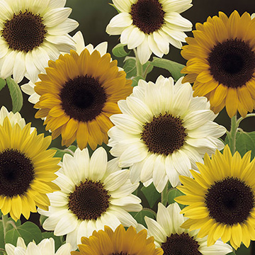 06200403-FHM451.jpg?202602031613