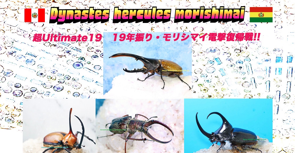 世界最高峰アルティメットミカカブクワ