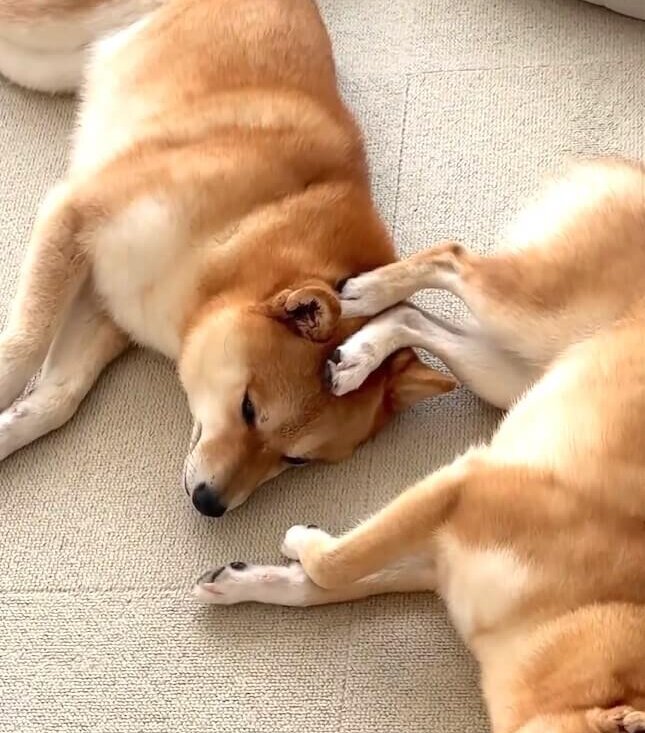 ぎゅむっ】仲良く眠る柴犬姉妹をよく見てみたら「それでいいんか