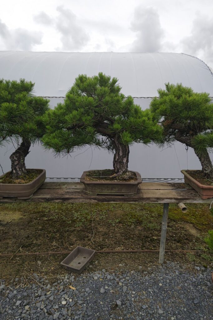 松盆栽の種類を写真付きで紹介！【人気のある松盆栽とは、葉の手触り