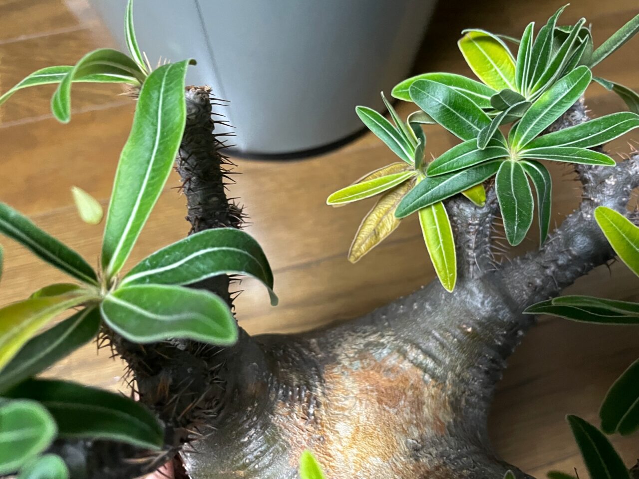 発根管理中のグラキリスに緊急事態発生！そして土耕から水耕へ