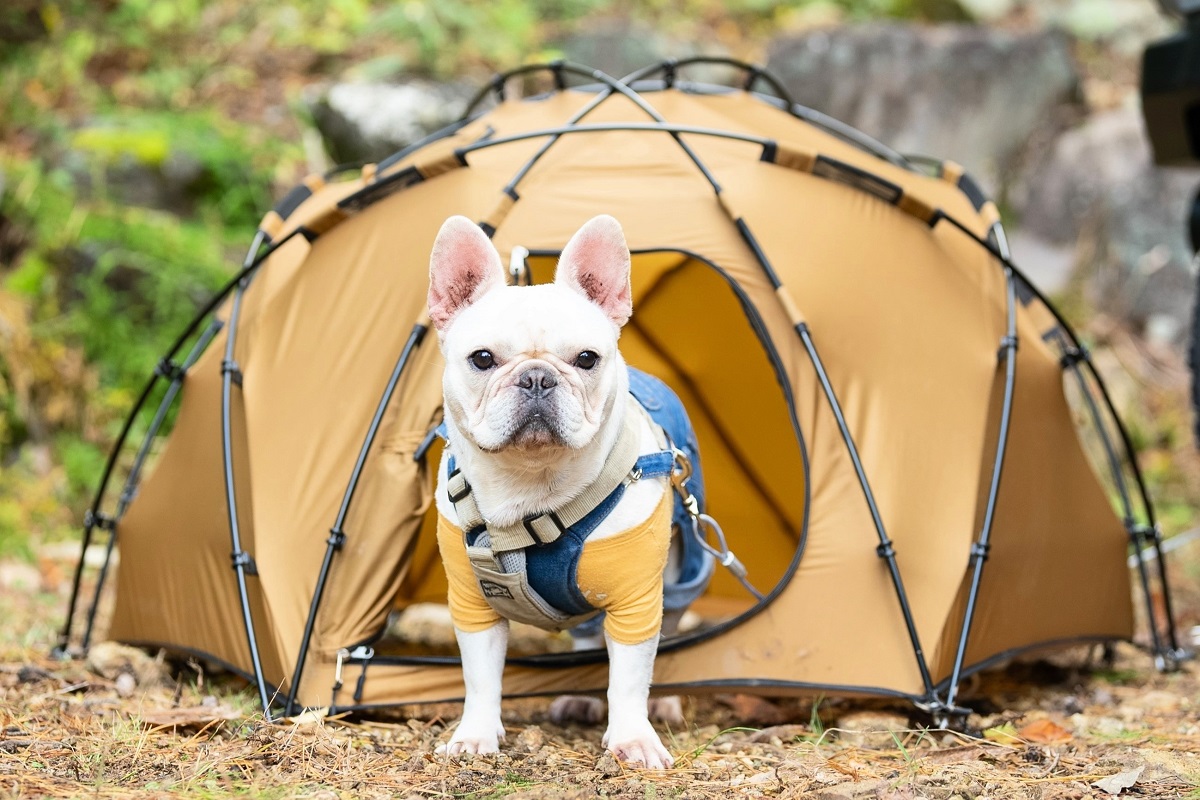 愛犬とキャンプを楽しむ！ Wan＆Co.ブランド第一弾アイテム登場