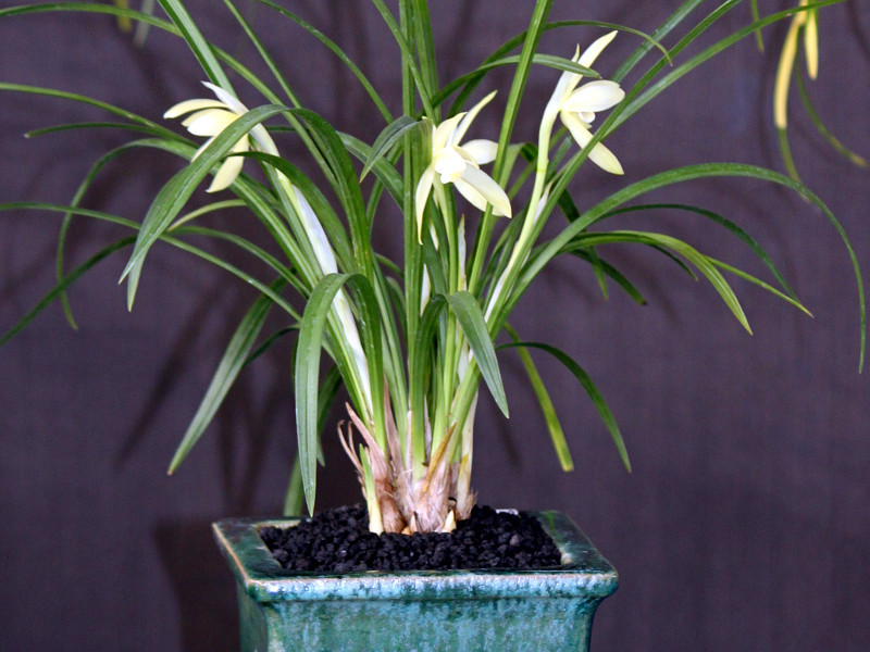 自生蘭 | かぎけん花図鑑