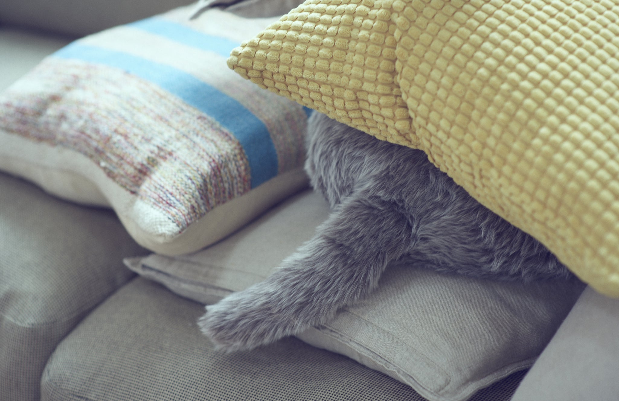 公式ストア】Qoobo（クーボ）心を癒やす、しっぽクッション。 – ユカイ