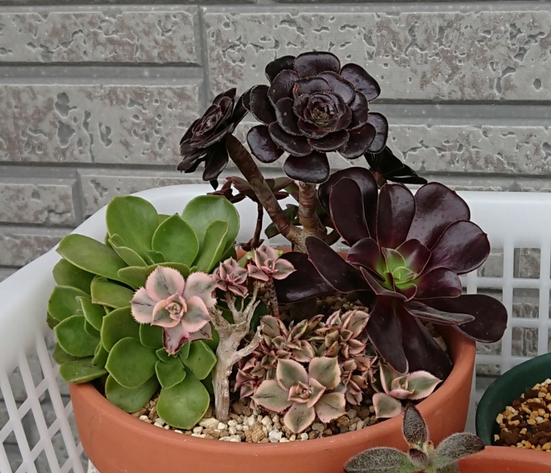 初めての綴化多肉の紹介 | かりんこの多肉