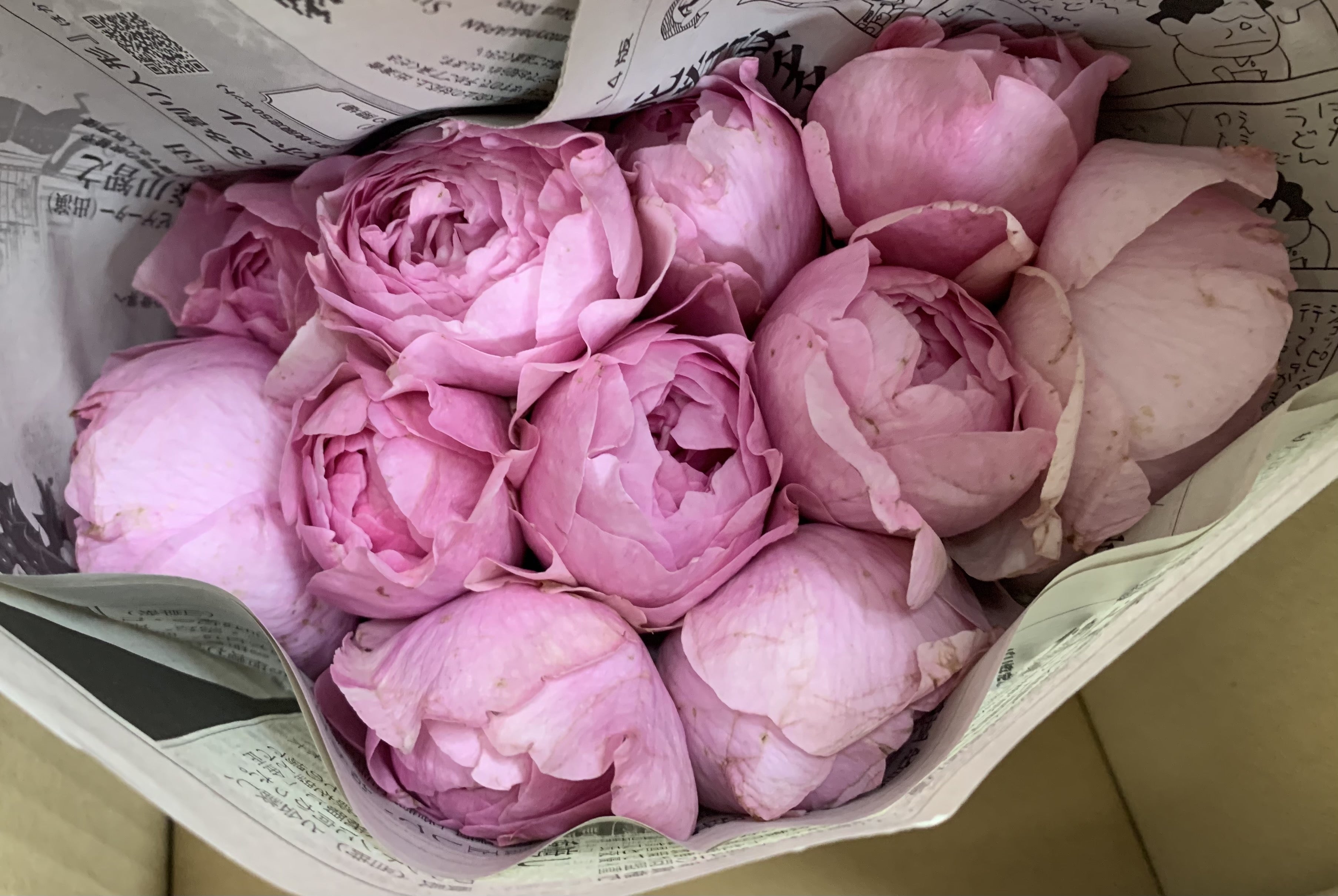 増田バラ園名称未定ピンク品種 | 診療室のバラ