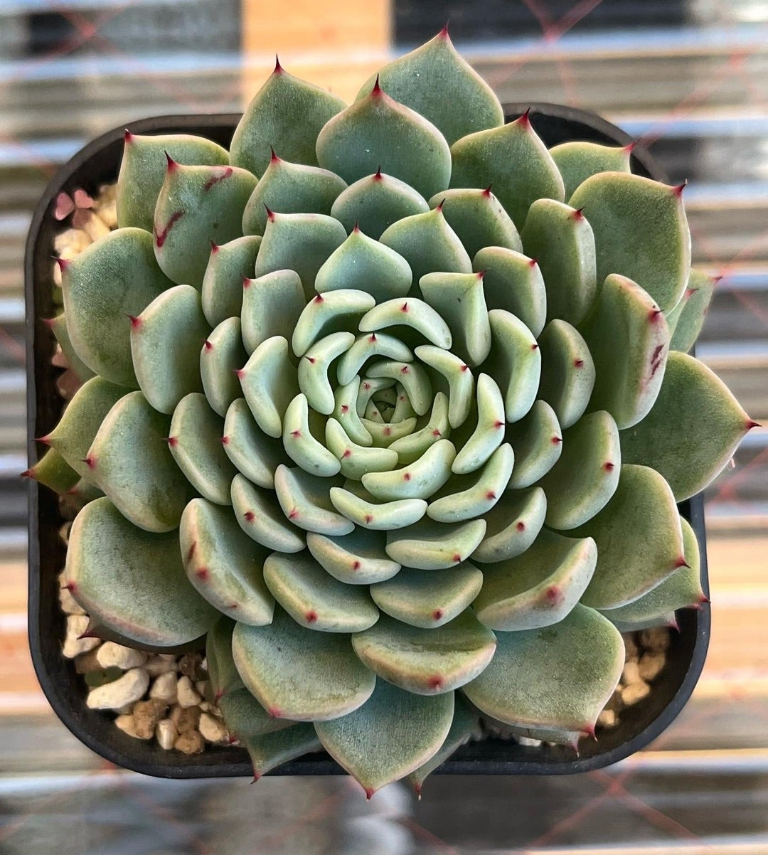 ザラゴーサspノバ 普及種 お土産のお返し | 無職インセクトの多肉