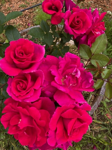 クラシックは難しい？？バラ栽培は難しい？？ | クラシックとバラの日々