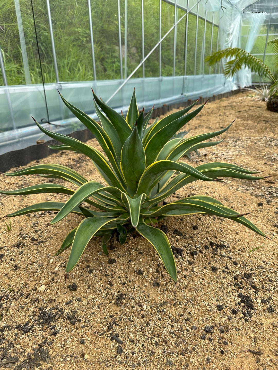 第2ハウスの鉢植えアガベ など | つべるふブログ 多肉生活 2021〜