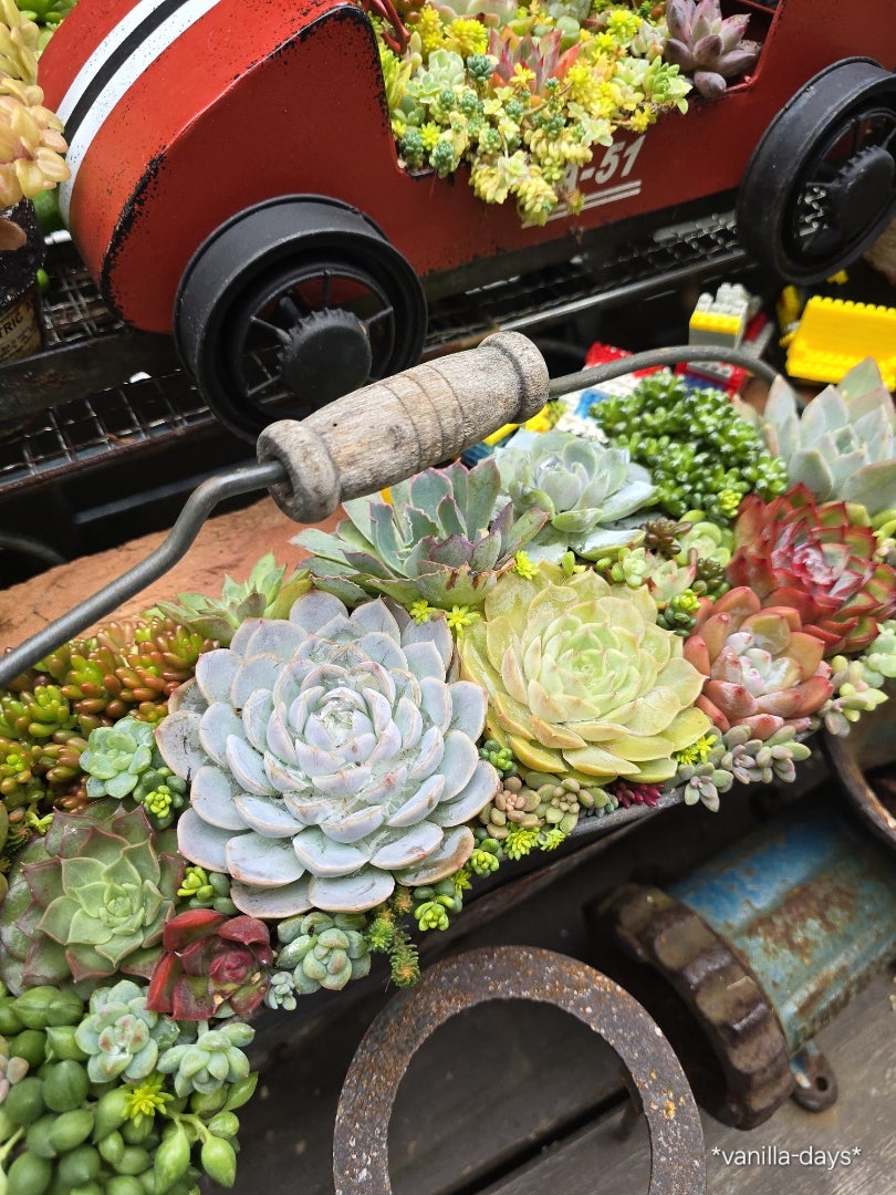 雨だけど多肉に水やり＆寄せ植えの時短お直し(*Ü*)♬ | ＊vanilla-days＊