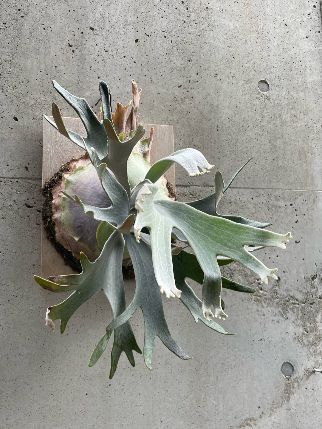 ビカクシダ セルソタツタ (P. willinckii 'celso tatsuta')②