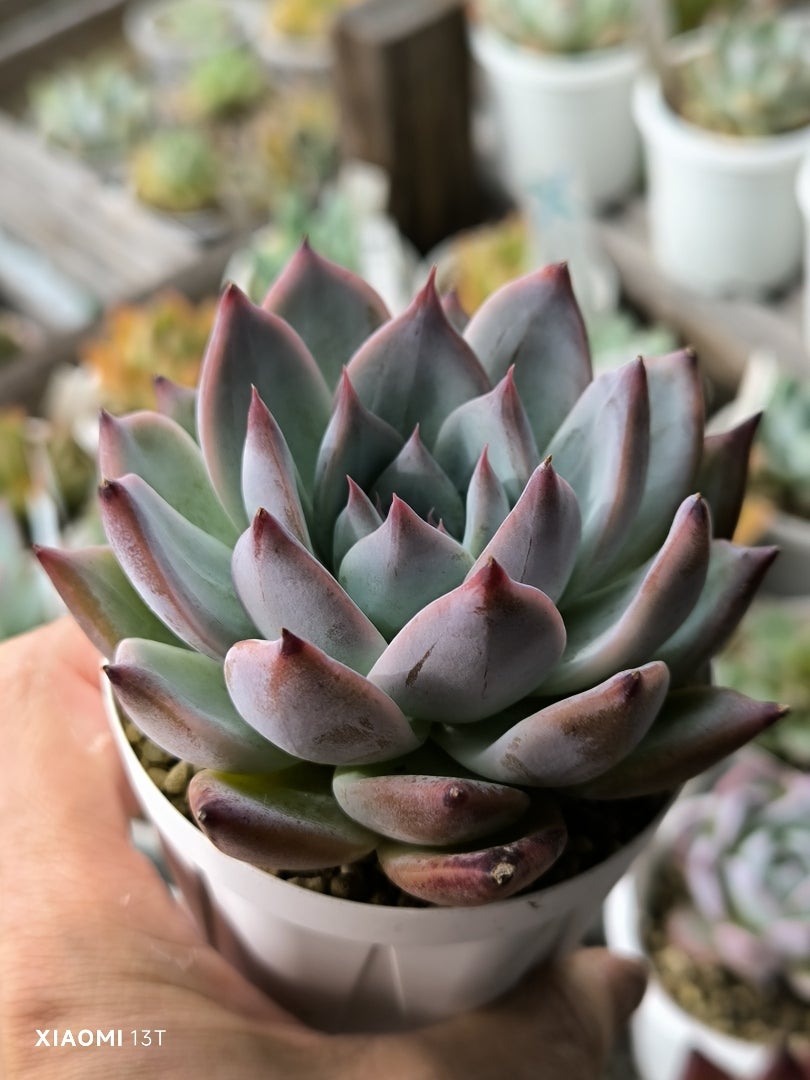 中里リンゼアナの新着記事｜アメーバブログ（アメブロ）