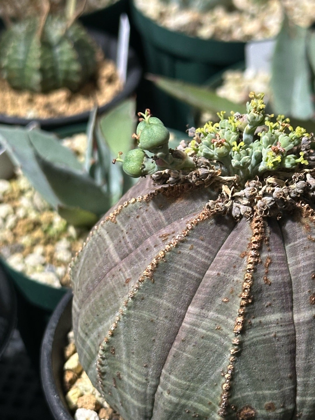 オベサとかバリダ | つべるふブログ 多肉生活 2021〜