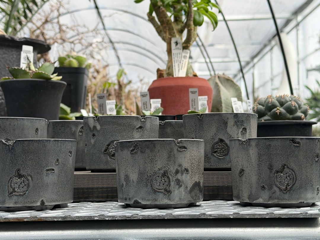 鶴仙園池袋店入荷情報‼️2026/2/22 | 鶴仙園 Official Blog