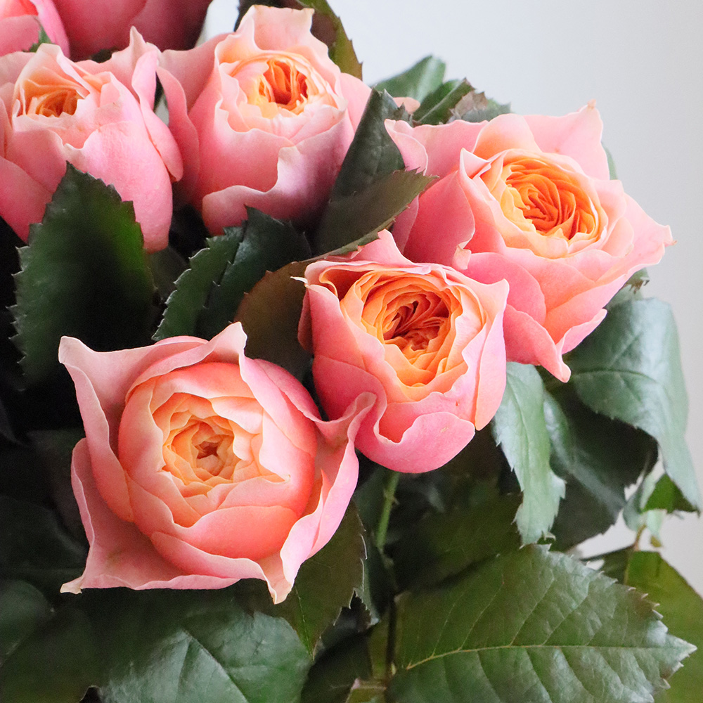 生花】バラ コーラルハート(ピンキーオレンジ)【OT】 - 花材通販はなど