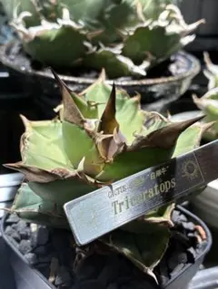 2026年最新】アカベ白犀牛の人気アイテム - メルカリ