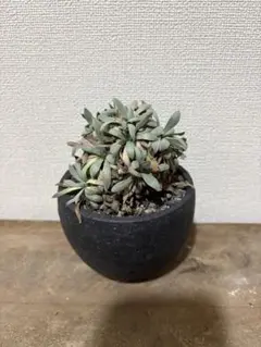 2026年最新】オトンナ レトロルサの人気アイテム - メルカリ