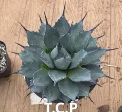 2026年最新】龍球会 アガベの人気アイテム - メルカリ