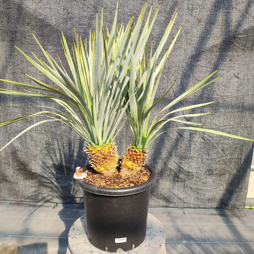 2026年最新】ユッカロストラータ ダブルヘッドの人気アイテム - メルカリ