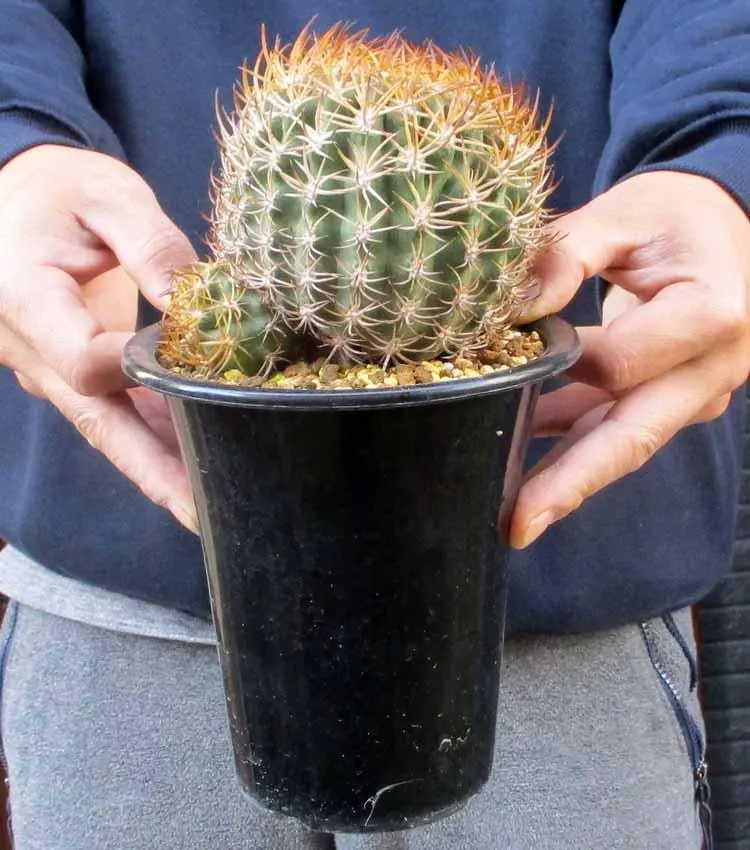 2026年最新】Eriosyceの人気アイテム - メルカリ