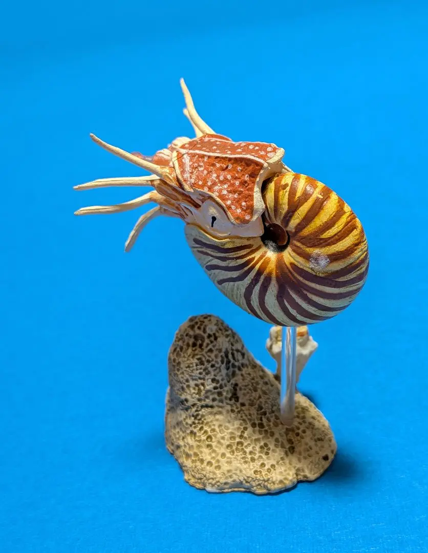 2026年最新】オオベソオウムガイの人気アイテム - メルカリ