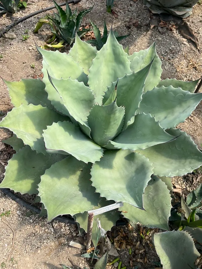 2026年最新】オバティフォリア バンジーの人気アイテム - メルカリ