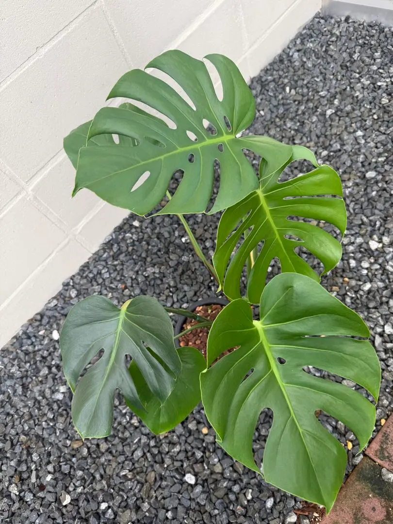 2026年最新】モンステラ コンパクタの人気アイテム - メルカリ