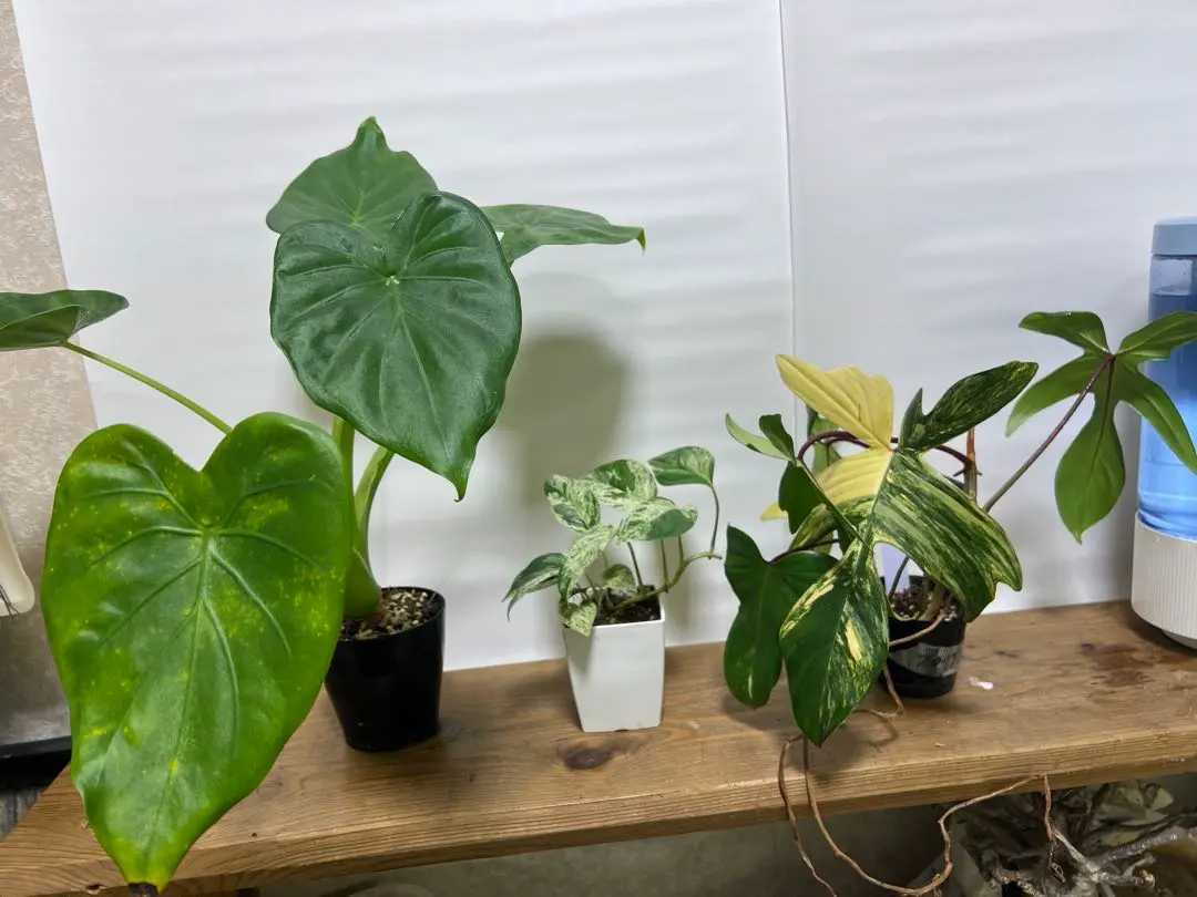 2026年最新】アロカシア ククラータの人気アイテム - メルカリ