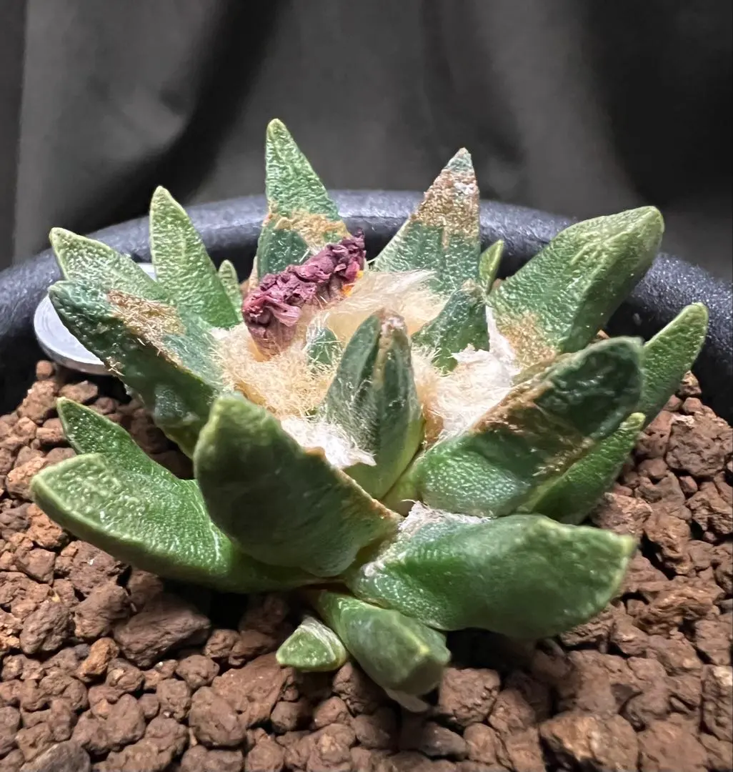 2026年最新】竜角牡丹の人気アイテム - メルカリ