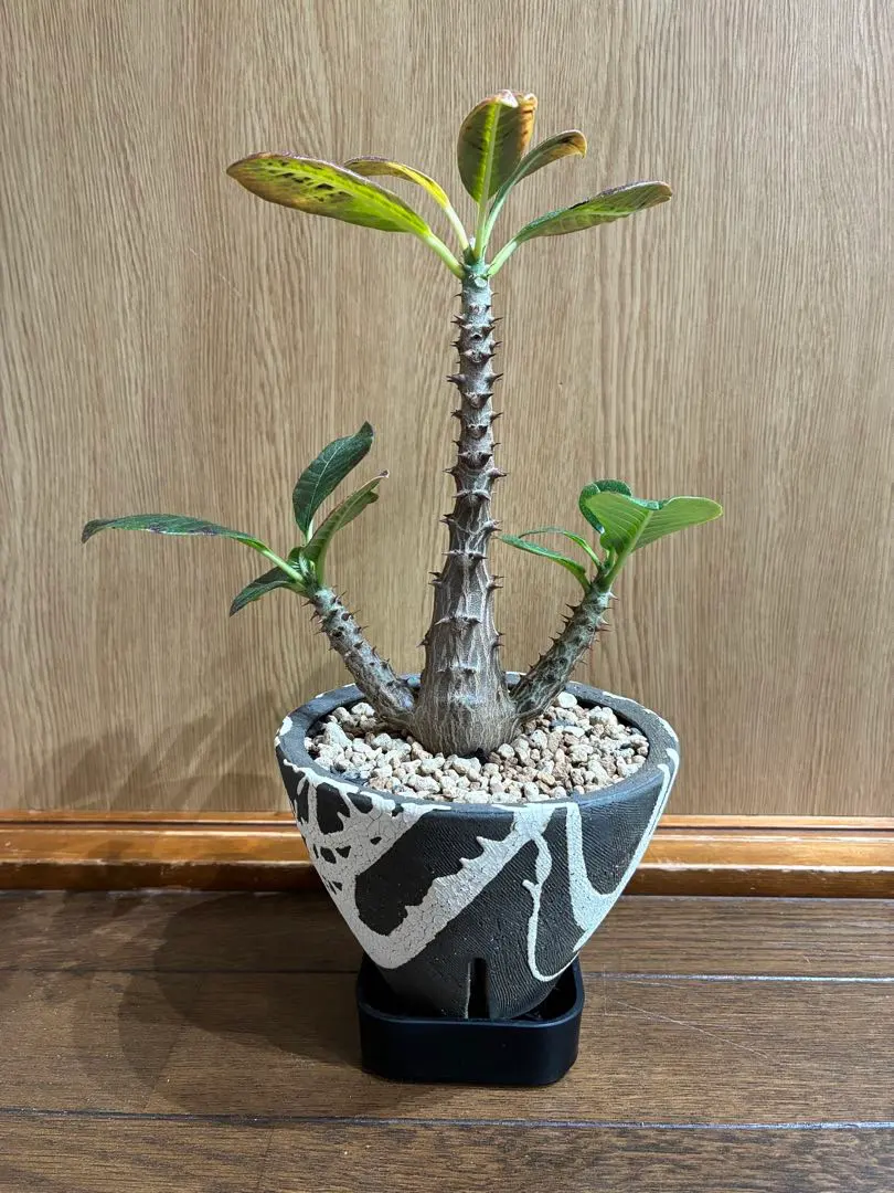 2026年最新】沼野秀章の人気アイテム - メルカリ