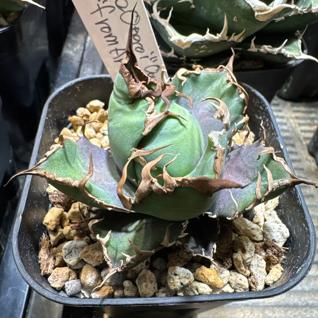 2026年最新】オアハカベイビーズの人気アイテム - メルカリ